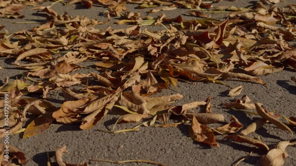 Dry yellow leaves on the asphalt in autumn. The wind carries away fallen leaves Dry yellow leaves on the asphalt in autumn. The wind carries away fallen leaves