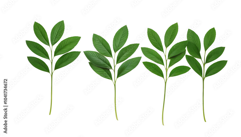 Fototapeta premium green leaf isolated on white background