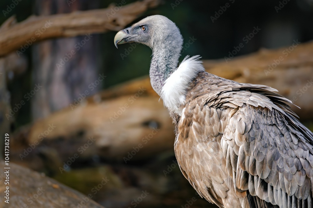Fototapeta premium Vulture close-up with detailed feathers.