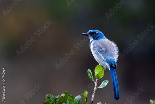 A California Scrub Jay flys with a nut in its mouth