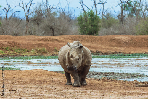 A young rhinoceros walking near a waterhole in the scenic wildlife of Hlane National Park Eswatini during the afternoon sun