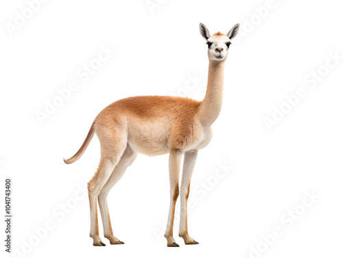 a llama standing on a white background photo