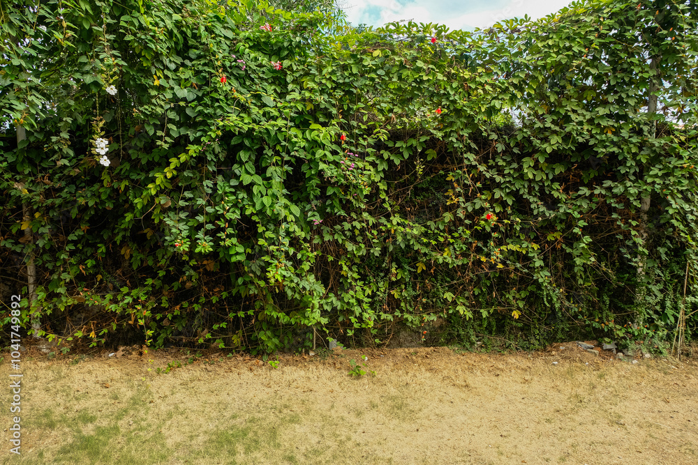 Fototapeta premium The vines that stick to the wall cover it to the brim