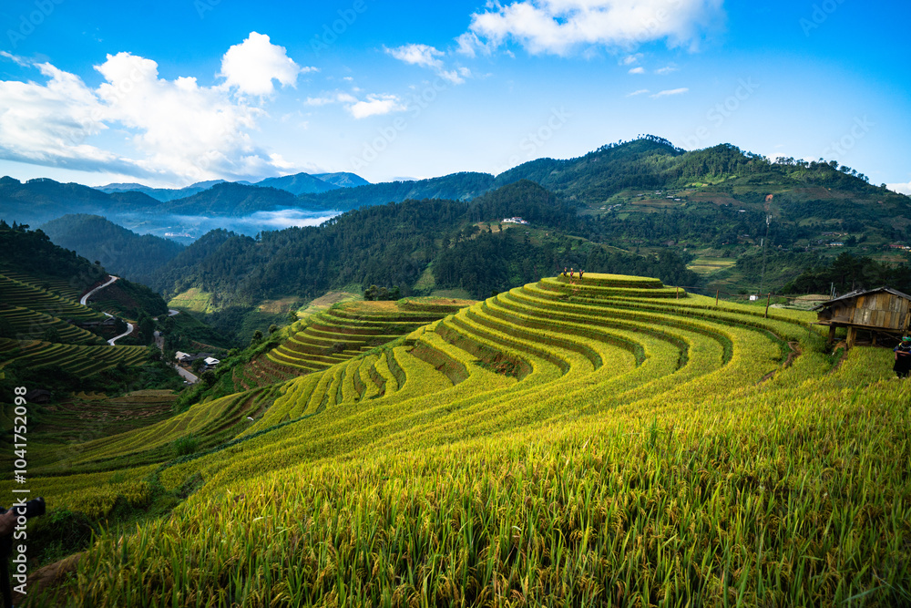 Fototapeta premium Rice is ripe on terraced fields in Mu Cang Chai, Yen Bai, Vietnam and the harvest season begins. Photo taken in Mu Cang Chai, Yen Bai, Vietnam in October