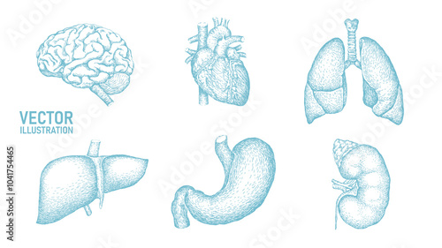 Human organ icon symbol medicine logo set. Lungs heart kidney liver stomach internal organ. Pharmacy banner doctor online vector illustration