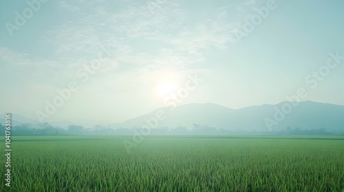 Serene Thai Rice Field Landscape with Lush Green Foliage and Soft Blue Sky