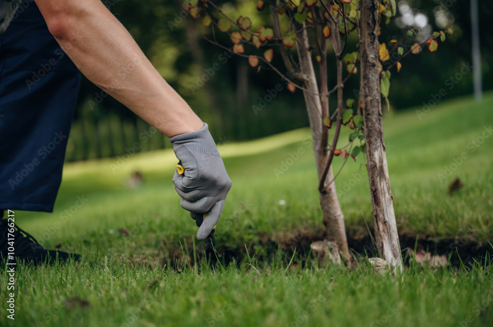 Taking care of the little tree. Professional gardener is on the lawn Taking care of the little tree. Professional gardener is on the lawn