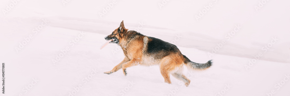 Purebred Adult Alsatian Wolf Dog Fast Running Outdoor. Pet Friendship Concept. Snow Winter Sunny Day. Playful Shepherd Dog Outdoors Winter Season. Copy Space Purebred Adult Alsatian Wolf Dog Fast Running Outdoor. Pet Friendship Concept. Snow Winter Sunny Day. Playful Shepherd Dog Outdoors Winter Season. Copy Space