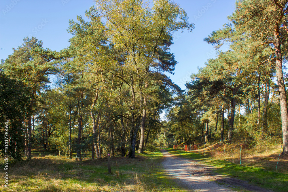 Naklejka premium Landscape in the National Park Maasduinen in the Netherlands