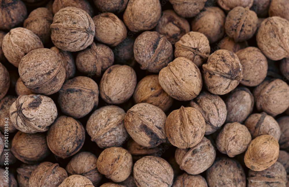 Walnuts harvested in Turkey ready for processing and distribution after autumn collection Walnuts harvested in Turkey ready for processing and distribution after autumn collection