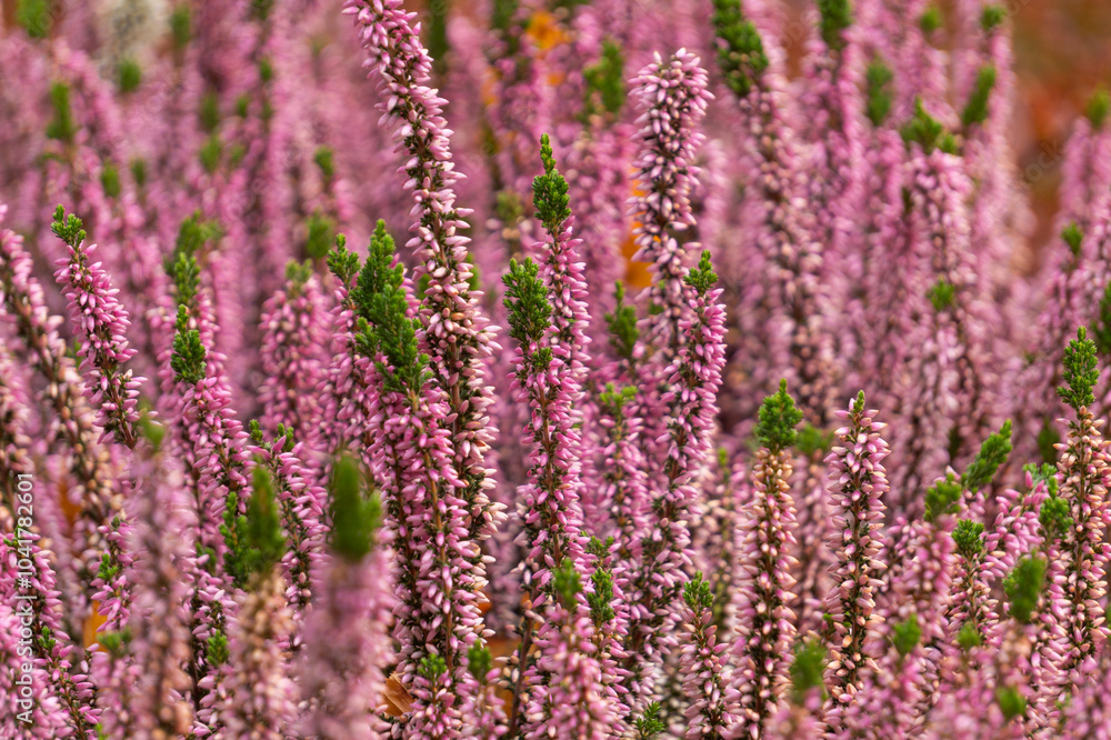 Fototapeta premium Pink heather flowers in the autumn park