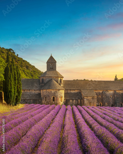 The Abbey of Senanque and the rows of lavender in bloom, panoramic view. Gordes, Vaucluse, Provence, France.