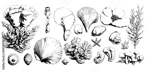 Vintage style illustration of seashells and corals. Hand drawn.