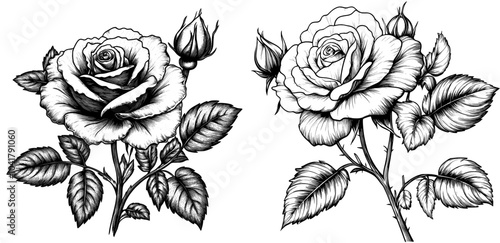 The rose design was created using Adobe Illustrator and Vector.