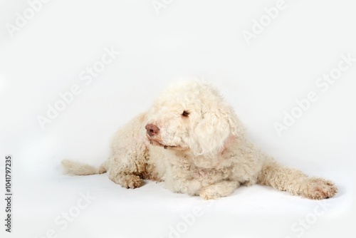 lagotto romagnolo isolated on white  photo