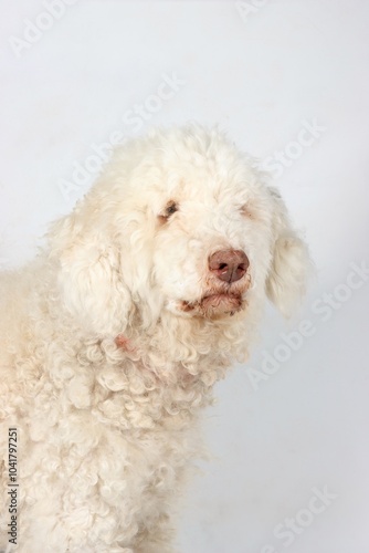 lagotto romagnolo isolated on white 