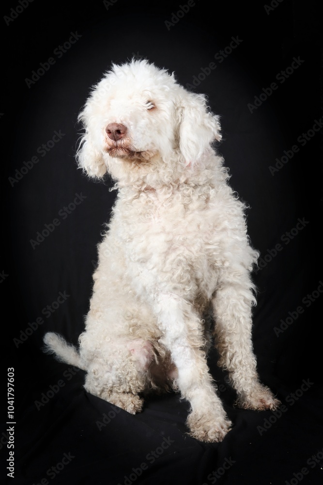 lagotto romagnolo isolated on black lagotto romagnolo isolated on black