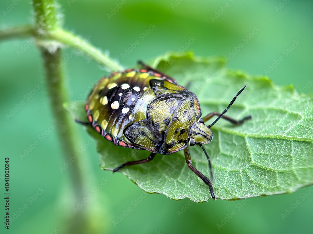 Close up of stink bug in the leaves, green stink bug (Nezara viridula) Close up of stink bug in the leaves, green stink bug (Nezara viridula)