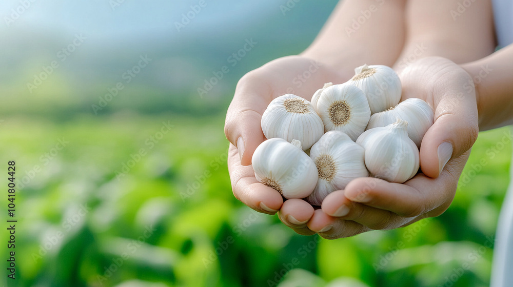 Medicinal Garlic grown in hills
Medicinal Garlic grown in hills