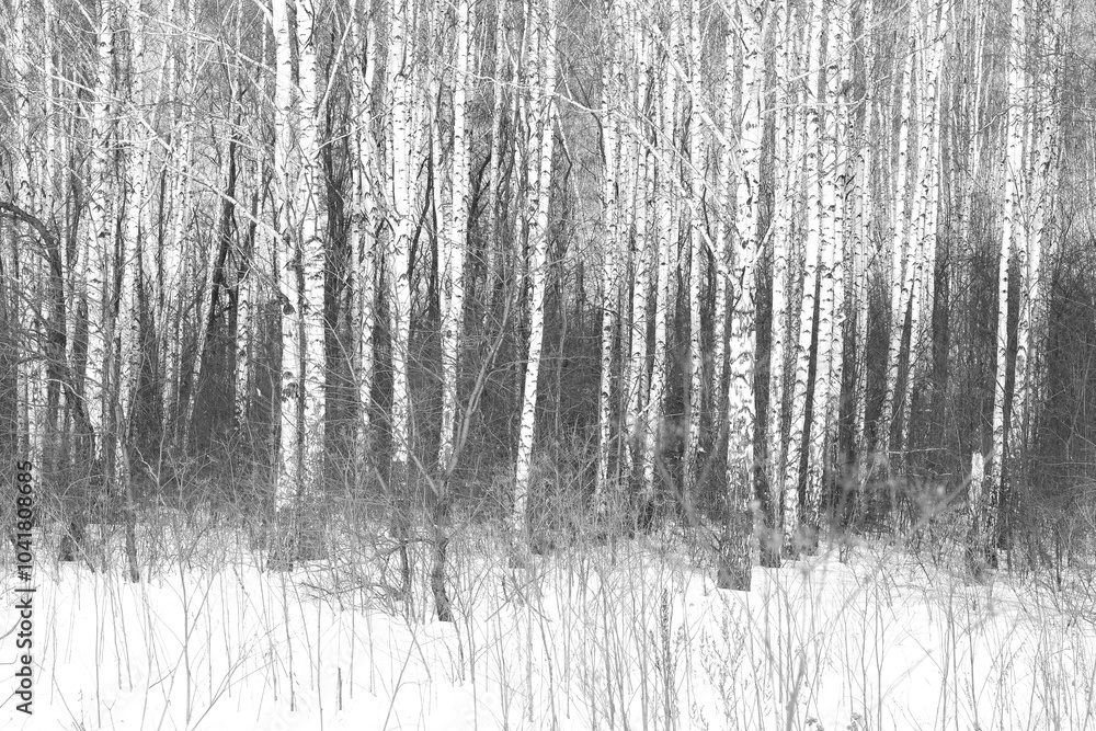 white birches with birch bark white birches with birch bark