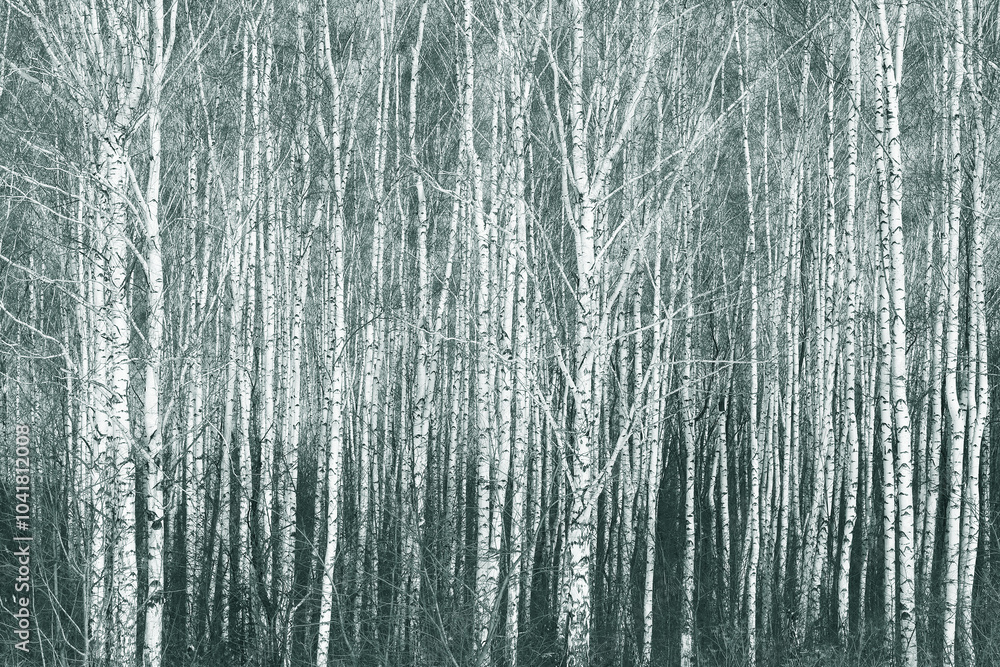 white birches with birch bark white birches with birch bark