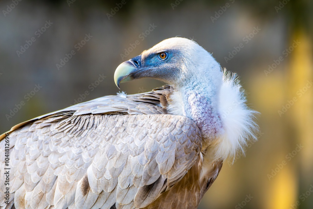 Gyps is a genus of birds of prey from the subfamily of Old World vultures (Aegypiinae). The species in the genus are all large to very large birds...