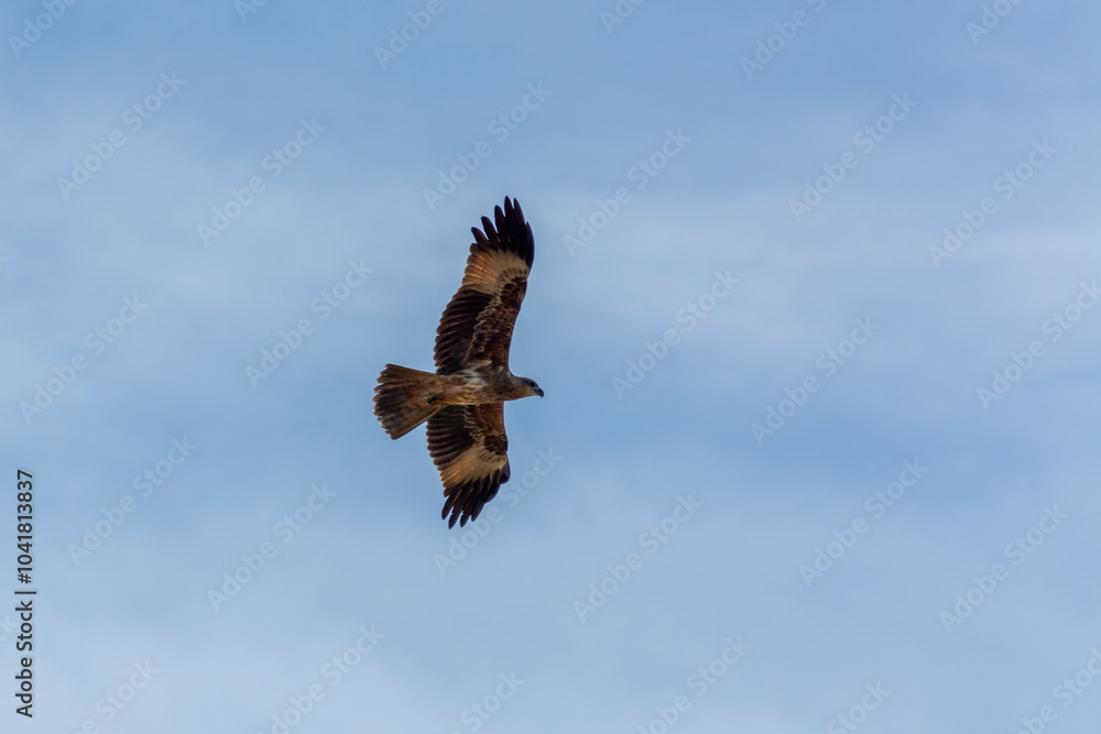 Eagle Eagle
