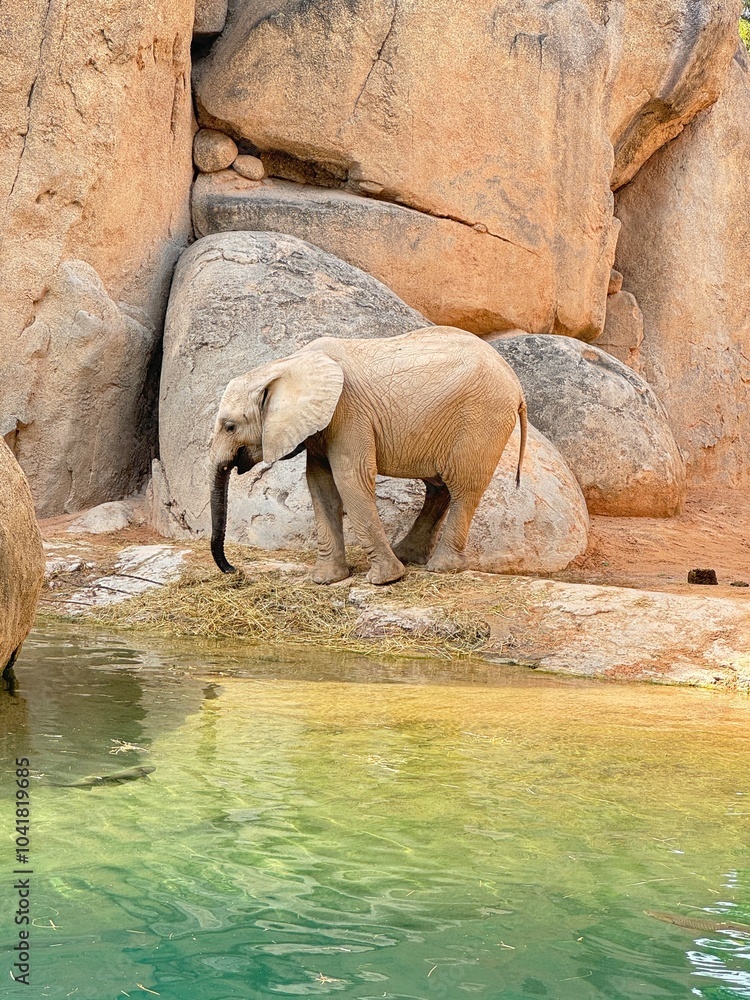 Fototapeta premium olifant 