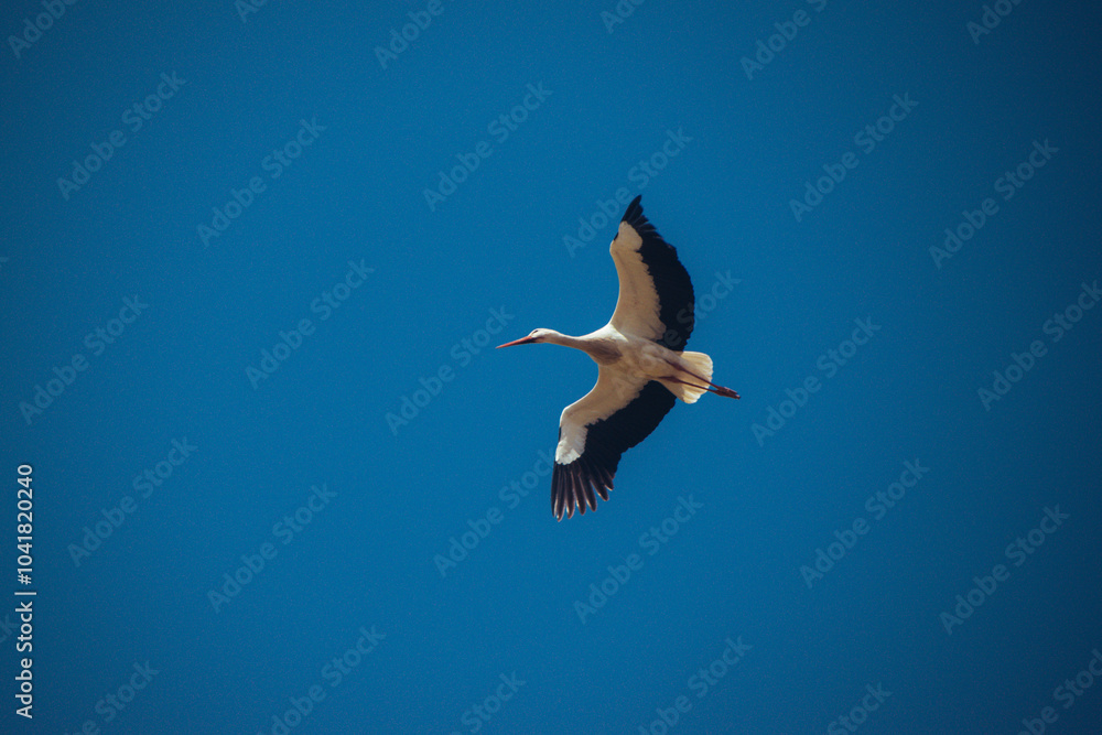 Fototapeta premium stork in the sky