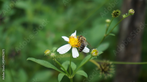 bee collects honey on chrysanthemum