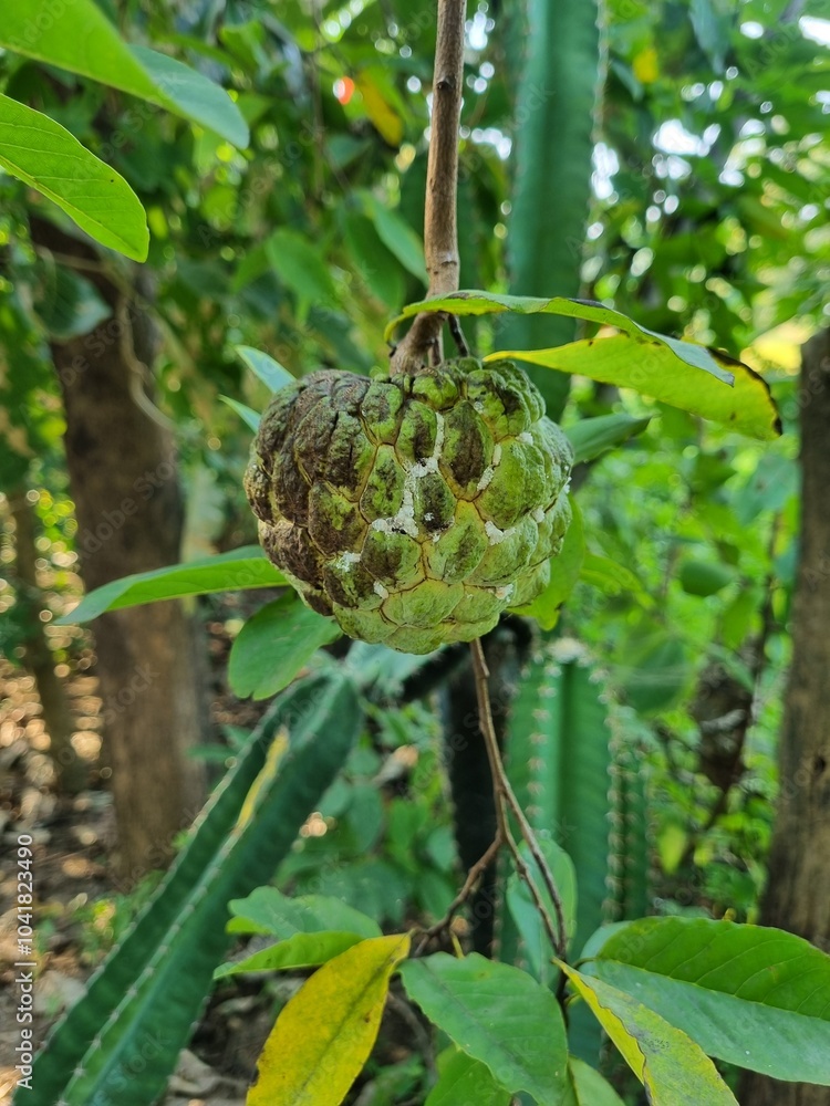 Fototapeta premium A custard apple fruit on a tree showing leaves branches and light green blur background