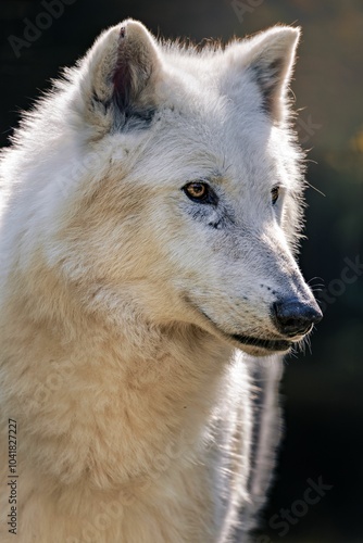 Majestic white wolf close-up in natural light