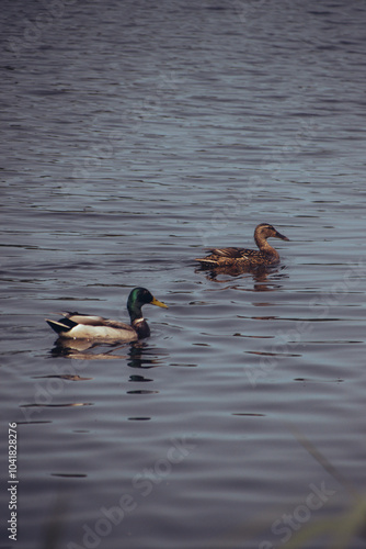 
2 ducks on the lake