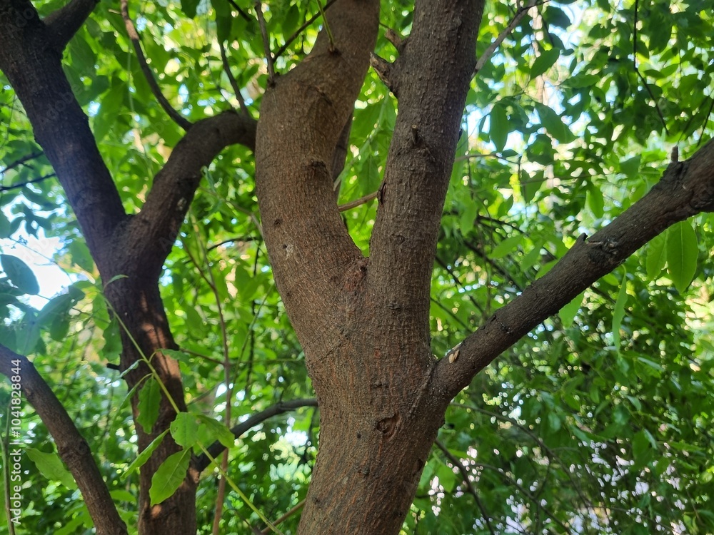 Sandalwood tree, santalum album tree main stem barks with green leaves background Sandalwood tree, santalum album tree main stem barks with green leaves background