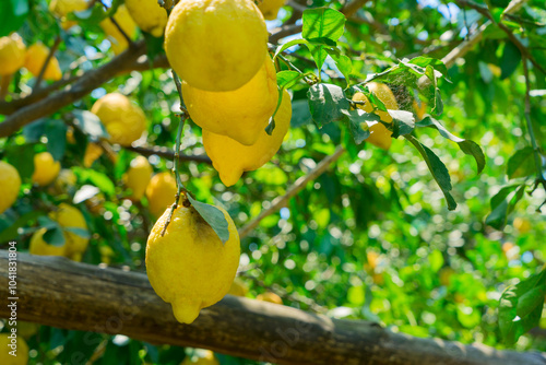 Fruits in Lemon garden of Sorrento at summer, retro toned