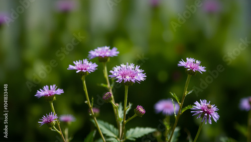 Selective focus of purple ageratum flowers against a blurry background