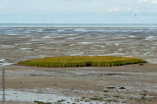 Salicorna europaea, Salicorne, , Passage du Gois, Barbâtre, Ile de Noirmoutier, Beauvoir sur Mer, Vendée, Pays de la Loire, 85, France photo