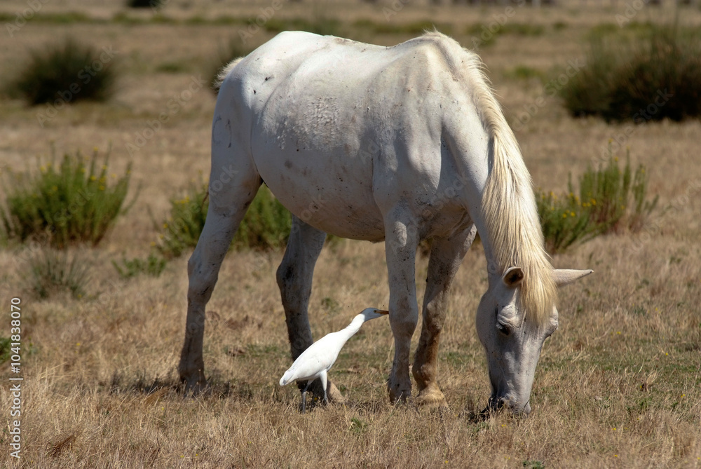 Cheval race Camarguais, Héron garde boeufs, Bubulcus ibis, Western Cattle Egret, Camargue, Cheval race Camarguais, Héron garde boeufs, Bubulcus ibis, Western Cattle Egret, Camargue,