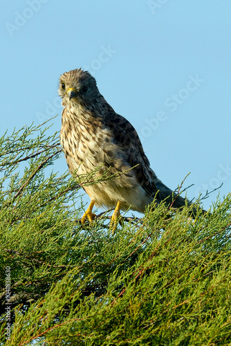 Faucon crécerelle,.Falco tinnunculus, Common Kestrel