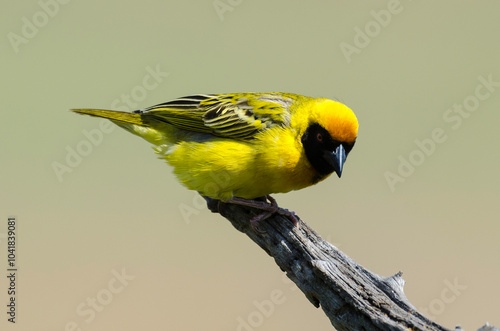 Tisserin gendarme, .Ploceus cucullatus, Village Weaver, Afrique du Sud photo