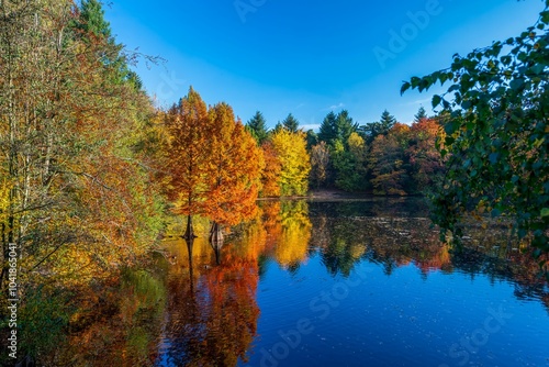 Autumn trees reflecting in a serene lake.