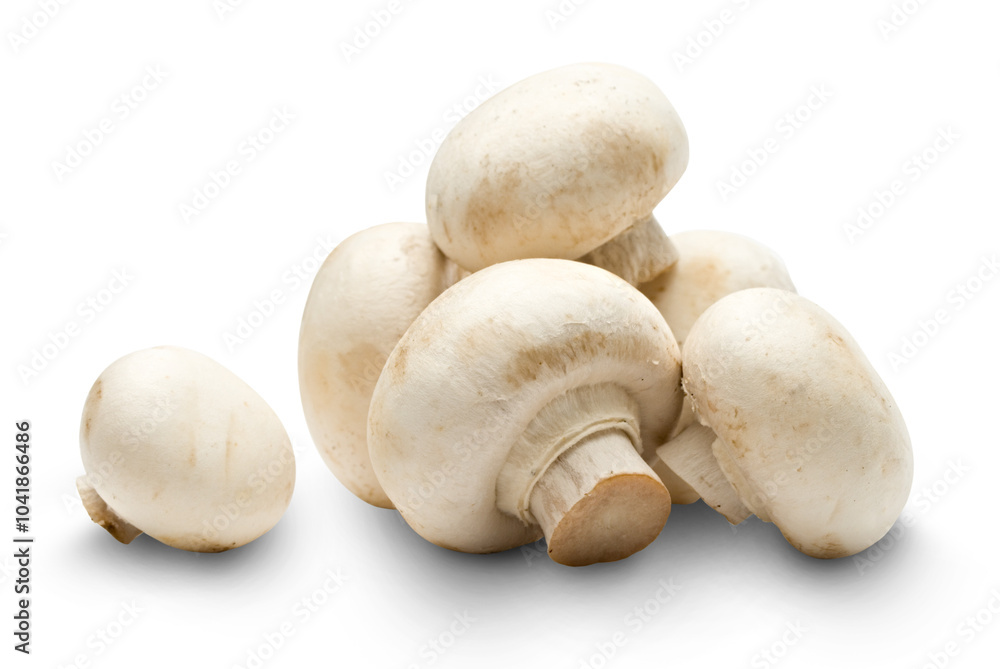 Champignon on a white background Champignon on a white background