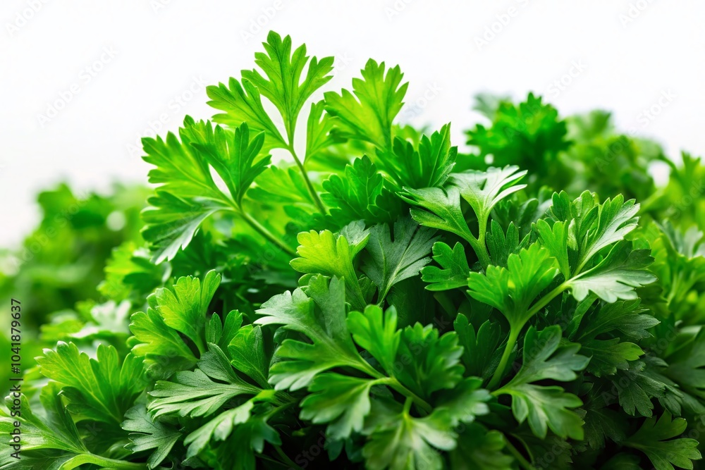 Fresh Parsley on White Background - Vibrant Herb for Culinary and Health Uses Fresh Parsley on White Background - Vibrant Herb for Culinary and Health Uses