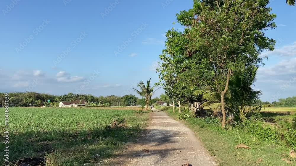 Rice field view with a mountain background and shady trees Rice field view with a mountain background and shady trees