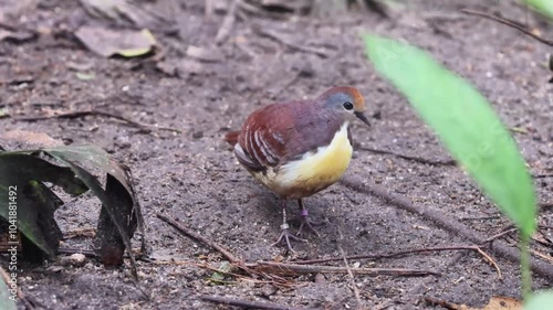 Cinnamon ground dove (Gallicolumba rufigula) 4K Video photo