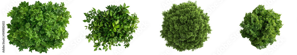 Obraz premium The ornamental tree is isolated on a white background. Isolate file.