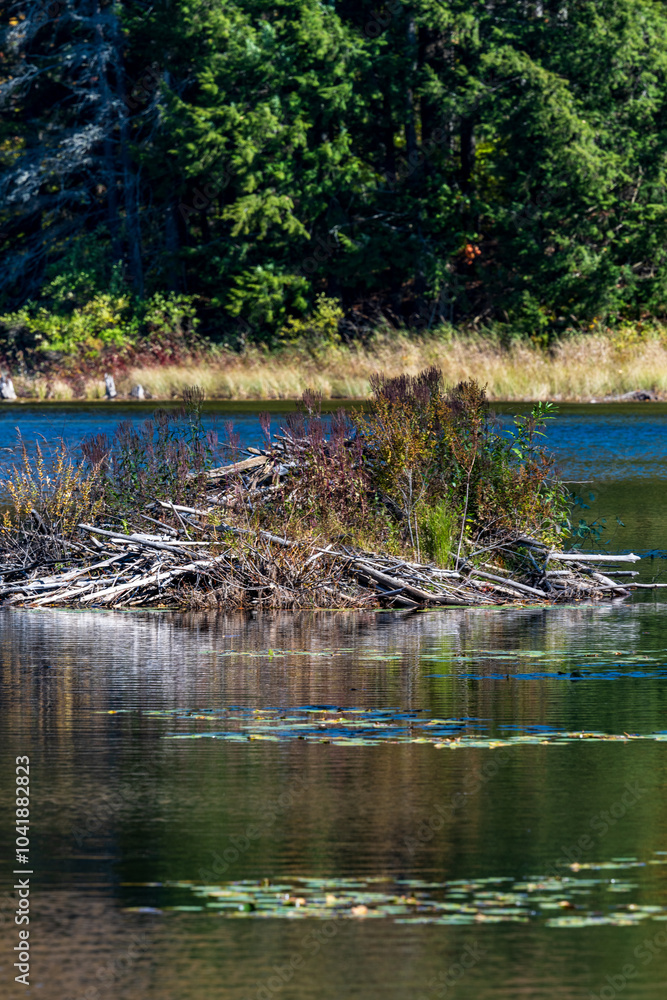 Beaver den in the middle of a lake Beaver den in the middle of a lake
