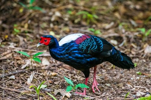 A view of a Swinhoe’s Pheasant bird in Furnas on the island of San Miguel in the Azores in summertime photo