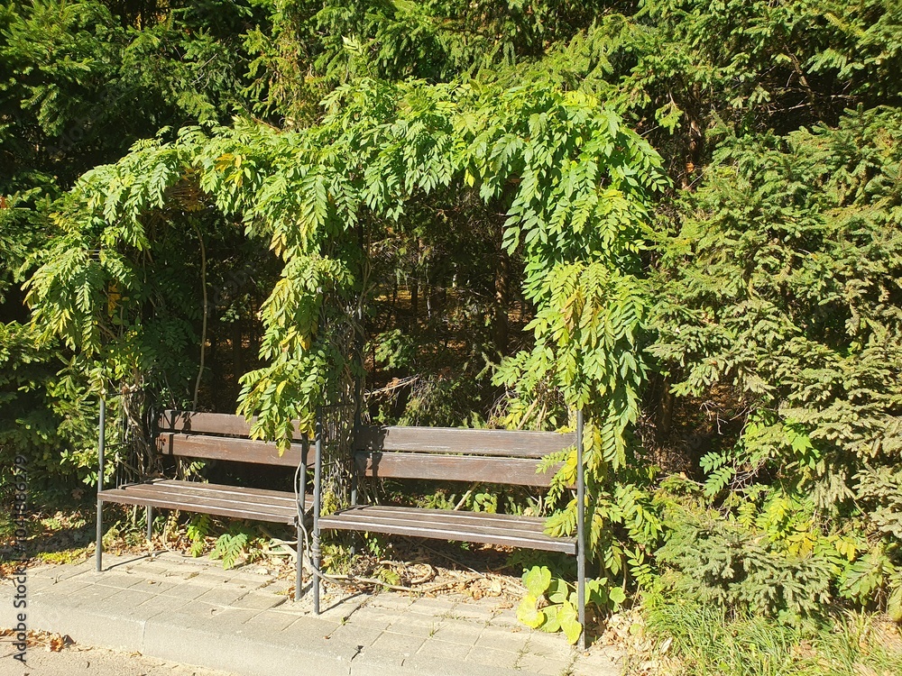 Obraz premium Beautiful wooden bench in a city park, the bench is woven with green plants