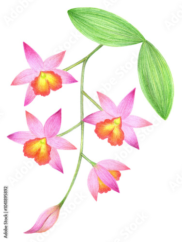 Branch with flowers of pink orchid Cattleya phalaenopsis, colorful hand-drawn sketch with colored pencils for design of postcards, posters, surfaces.